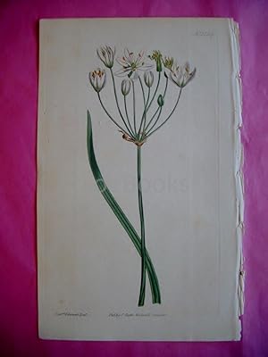 ORIGINAL HAND-COLOURED COPPER ENGRAVING - Allium Stiatum (Streak-Leaved Garlic)- FROM CURTIS'S BO...
