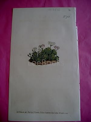 ORIGINAL HAND-COLOURED COPPER ENGRAVING - Draba Pyrenaica (Mountain Whitlow Grass)- FROM CURTIS'S...