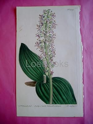 ORIGINAL HAND-COLOURED COPPER ENGRAVING - Lachenalia Nervosa (Nerved-Leaved Lachenalia)- FROM CUR...