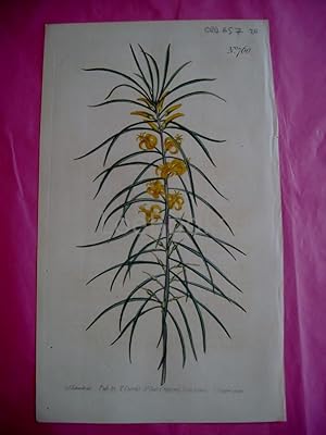 ORIGINAL HAND-COLOURED COPPER ENGRAVING - Persoonia Linearis (Linear-Leaved Persoonia)- FROM CURT...