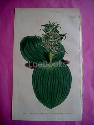 ORIGINAL HAND-COLOURED COPPER ENGRAVING - Eucomis Bifolia (Two-Leaved Eucomis)- FROM CURTIS'S BOT...