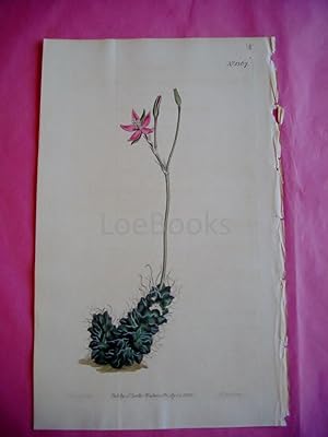 ORIGINAL HAND-COLOURED COPPER ENGRAVING - Anacampseros Filamentosa (Thready Anacampseros)- FROM C...