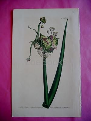 ORIGINAL HAND-COLOURED COPPER ENGRAVING - Allium Cepa (Common Onion, Tree Onion)- FROM CURTIS'S B...