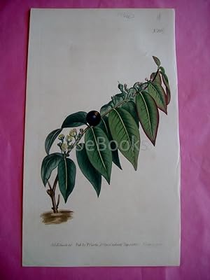 ORIGINAL HAND-COLOURED COPPER ENGRAVING - Myrtus Disticha (Globe-Berried Myrtle)- FROM CURTIS'S B...