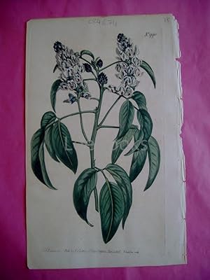 ORIGINAL HAND-COLOURED COPPER ENGRAVING - Psoralea Glandulosa (Striped-Flowered Psoralea)- FROM C...