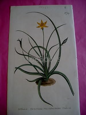 ORIGINAL HAND-COLOURED COPPER ENGRAVING - Hypoxis Serrata (Saw-leaved Hypoxis) - FROM CURTIS'S BO...