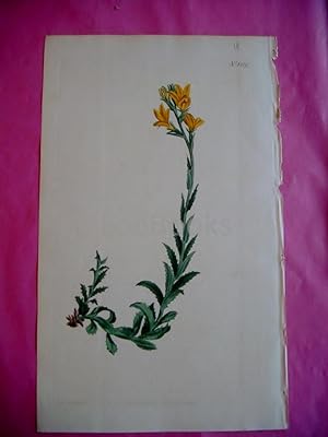 ORIGINAL HAND-COLOURED COPPER ENGRAVING - Lobelia Lutea (Yellow Lobelia)- FROM CURTIS'S BOTANICAL...