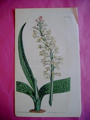 ORIGINAL HAND-COLOURED COPPER ENGRAVING - Lacehnalia Racemosa (Starch-Lachenalia)- FROM CURTIS'S ...
