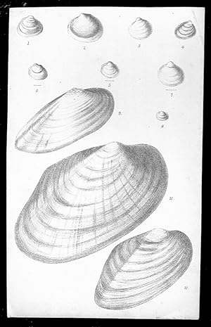 Immagine del venditore per Smaill (cm 11,5 x 18,5) lithograph depicting freshwater molluscs (about 1870) venduto da NATURAMA