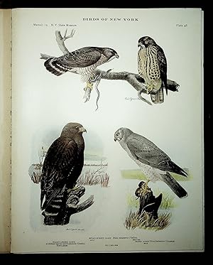 Image du vendeur pour BIRDS OF NEW YORK plate 48 Rough Legged Hawk, Broad Winged Hawk & Marsh Hawk mis en vente par Quiet Friends  IOBA