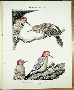 Imagen del vendedor de BIRDS OF NEW YORK plate 64 Northern Flicker & Red Bellied Woodpecker a la venta por Quiet Friends  IOBA