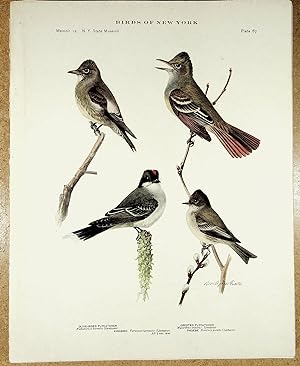 Bild des Verkufers fr BIRDS OF NEW YORK plate 67 Olive Sided Flycatcher, Kingbird, Crested Flycatcher & Phoebe zum Verkauf von Quiet Friends  IOBA