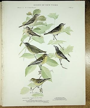Seller image for BIRDS OF NEW YORK plate 91 (6 Vireos) Warbling, White Eyed, Red Eyed, Yellow Throated, Philadelphia & Blue Headed Vireo for sale by Quiet Friends  IOBA