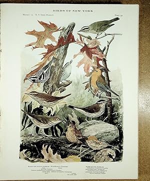 Bild des Verkufers fr BIRDS OF NEW YORK plate 92 (3 Warblers) Black and White, Worm Eating, Prothonotary (2 Thrushs) Water, Lousiana Water &Ovenbird zum Verkauf von Quiet Friends  IOBA