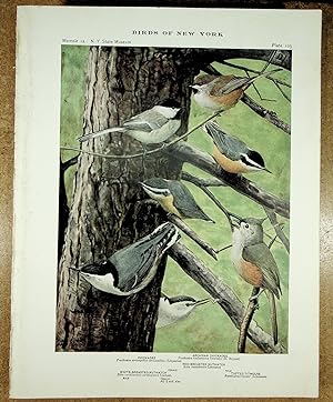 Seller image for BIRDS OF NEW YORK plate 104 Golden Crowned Kinglet, Ruby Crowned Kinglet & Blue Gray Gnatcatcher for sale by Quiet Friends  IOBA