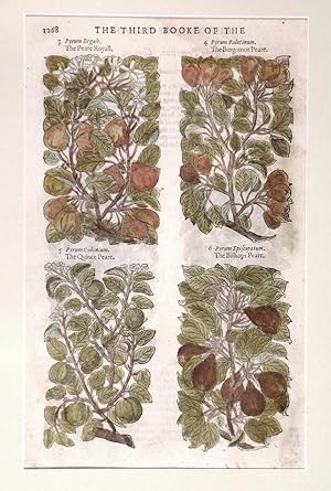 Seller image for THE PEARE ROYALL ,  THE BURGOMOT PEARE ,  THE QUINCE PEARE ,  THE BISHOPS PEARE . Four illustrations of pears on one page. Text and two more illustrations verso. for sale by Garwood & Voigt