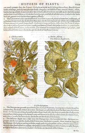 Seller image for THE ORANGE TREE ,  THE ASSYRIAN APPLE TREE . Two illustrations on one page with text. for sale by Garwood & Voigt