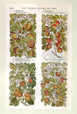 Seller image for THE KING OF APPLES ,  THE QUINING, OR QUEENE OF APPLES ,  THE SOMMER PEAREMAINE ,  THE WINTER PEAREMAINE . Four illustrations of apples on one page. Text and two more illustrations verso. for sale by Garwood & Voigt