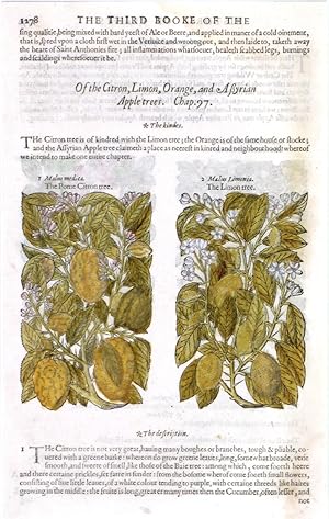 Seller image for THE POME CITRON TREE ,  THE LIMON TREE . Two illustrations on one page, with text. From the third book of the Herball, in the section on Citron, Limon, Orange, and assyrian Apple trees. for sale by Garwood & Voigt