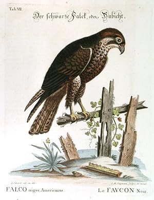 Bild des Verkufers fr DER SCHWARZE FALCK . The Black Falcon. One of the best illustrations from the collection of over two hundred birds by Mark Catesby and George Edwards. zum Verkauf von Garwood & Voigt