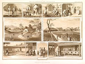 TEA - ITS CULTIVATION AND PREPARATION. Showing the stages of tea production in Assam from prepa...