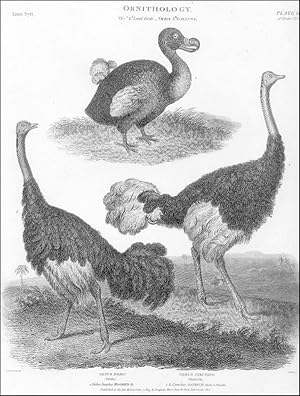 Imagen del vendedor de ORNITHOLOGY . Group of two ostriches and one dodo. a la venta por Garwood & Voigt