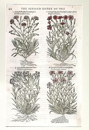 Seller image for DOUBLE PURPLE PINKES ,  SINGLE RED PINKES ,  WHITE IAGGED PINKES ,  PURPLE IAGGED PINKES . Four illustrations of carnations on one page. Text verso. for sale by Garwood & Voigt