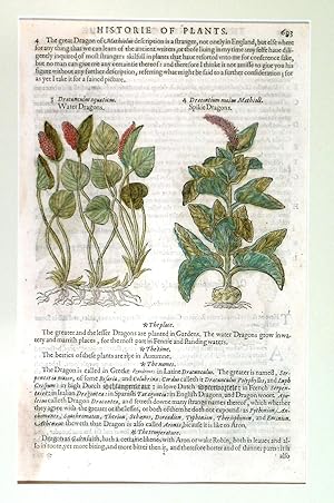 Seller image for WATER DRAGONS ,  SPIKIE DRAGONS . Two illustrations of dragon wort on one page. Text verso. for sale by Garwood & Voigt