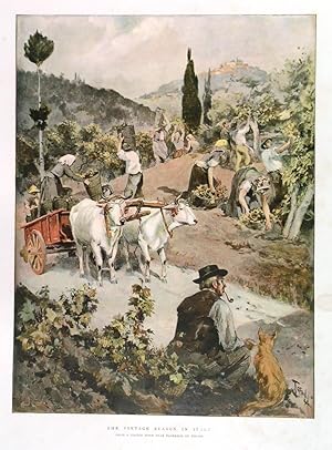 THE VINTAGE SEASON IN ITALY. The wine harvest near Florence.