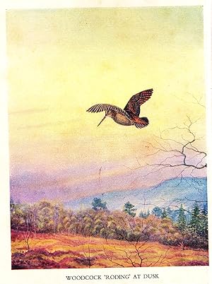 Imagen del vendedor de Game Birds and Game Bird Shooting a la venta por Christison Rare Books, IOBA SABDA