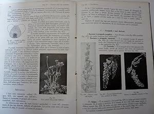 Imagen del vendedor de COME VIVONO LE PIANTE Compendio di Biologia e Morfologia Vegetale ad uso delle Scuole Medie Superiori. Sesta Edizione illustrata da 670 Figure" a la venta por Historia, Regnum et Nobilia