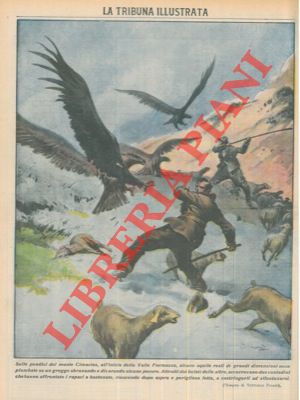 In alta Val Formazza aquile (ben tre . era evidentemente un meeting) sbranano alcune pecore e ven...