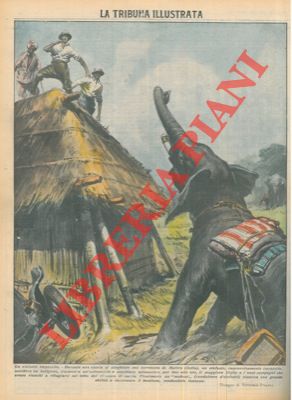 Elefante impazzito uccide indigeno e fracassa automobile.