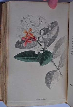 The Botanical Cabinet, consisting of coloured delineations of Plants from all Countries, with a s...