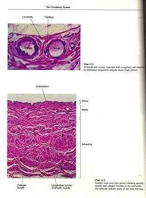 Bild des Verkufers fr Essential histology [Introduction to histology] ; [Histology & How It Is Studied; The Cell Nucleus; The Cell Cytoplasm; Epithelial Tissue; Loose Connective Tissue & Adipose Tissue; Blood Cells; Myeloid Tissue, Lymphoid Tissue, & the Immune System; Dense Connective Tissue, Cartilage, Bone, & Joints; Nervous Tissue & the Nervous System; Muscle Tissue; The Circulatory System; The Integumentary System; The Digestive System; The Respiratory System; The Urinary System; The Endocrine System; The Female Reproductive System; The Male Reproductive System; The Eye & the Ear.] zum Verkauf von Joseph Valles - Books