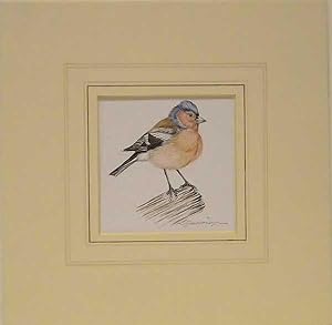 Original Watercolour painting of Male Chaffinch on a branch.