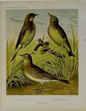 Tree Pipit, Skylark, & Woodlark Chromolithograph, Bird Print, Ex Cassell's Canaries and Cage Birds,