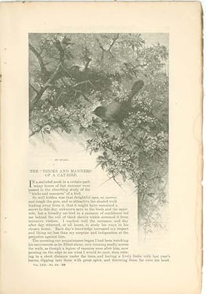 Seller image for Article: the "Tricks & Manners" of a Cat-Bird for sale by Hammonds Antiques & Books