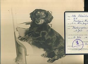 Orginal Handabzug des Photographen Otto Scheucher. Motiv 1: Hund. Aus dem Nachlass des Fotografen...