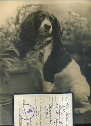 Orginal Handabzug des Photographen Otto Scheucher. Motiv 2: Hund. Aus dem Nachlass des Fotografen...