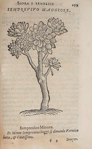 Seller image for Semplici Liquali in piu Pareri  diuersi nobili huomini appaiono. - [THE GREATEST BOOK OF BOTANY EVER WRITTEN IN ITALY] for sale by Lynge & Sn ILAB-ABF