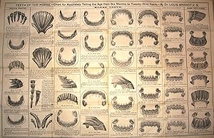 TEETH OF THE HORSE Chart for Accurately Telling the Age from Six Months to Twenty - Nine Years