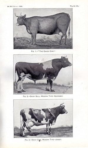 Sixteenth Annual Report of the Bureau of Animal Industry for the Year 1899. Government Printing O...