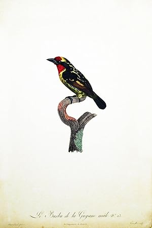 Le Barbu de la Guyane, hand-colored engraving (20.5 x 13.5 inches).