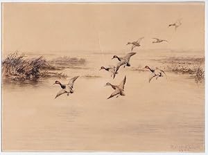 Eight redheads descending into a lakeside marsh, a watercolor picturing the ducks with wings exte...