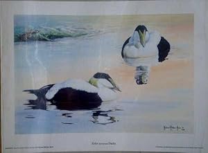 Bild des Verkufers fr Eider (European) Ducks, Fine Art Print zum Verkauf von Maynard & Bradley