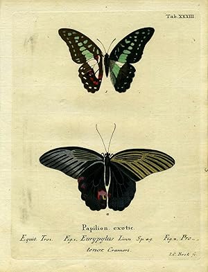 Papilion. Exotic