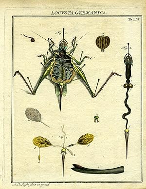 Seller image for Locusta Germanica for sale by Antipodean Books, Maps & Prints, ABAA