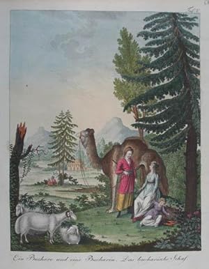 Ein Buchare und eine Bucharin. Das bucharische Schaf. Altkolorierter Kupferstich aus "Gallerie de...