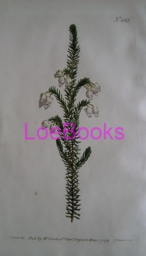 ORIGINAL HAND-COLOURED COPPER ENGRAVING - Erica physodes (Sticky-Flowered Heath) FROM CURTIS'S BO...